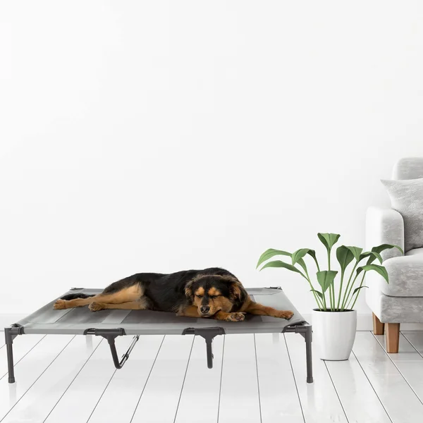 Pet Pal Gray Rectangular Bed (FOR Large) Rubber - 532169MPL