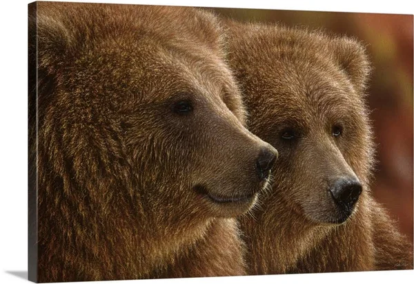 Brown Bears - Lazy Daze - Canvas Wall Art, 30x20, Great Big Canvas