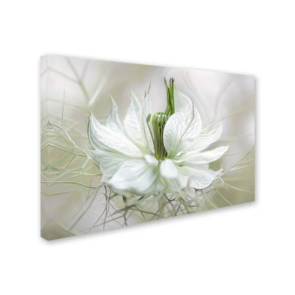 Trademark Fine Art 1X03389-C2232Gg Mandy Disher 'Nigella' Canvas Art, 2