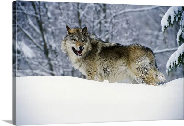 Gray Wolf in Snow, Montana, Canvas Wall Art, 48x32, Great Big Canvas