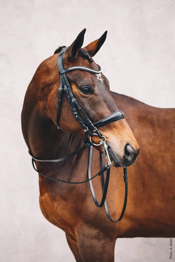 Schockem鰄le Bridle Equitus Gamma