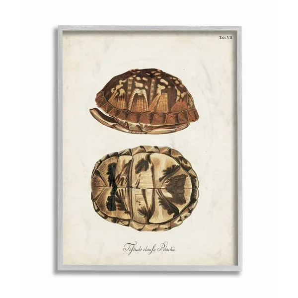 Stupell Industries Box Turtle Shell Scientific Aquatic Reptile Study Framed 20-in H x 16-in W Coastal Wood Print in Off-White | - 16 x 1.5 x 20 In