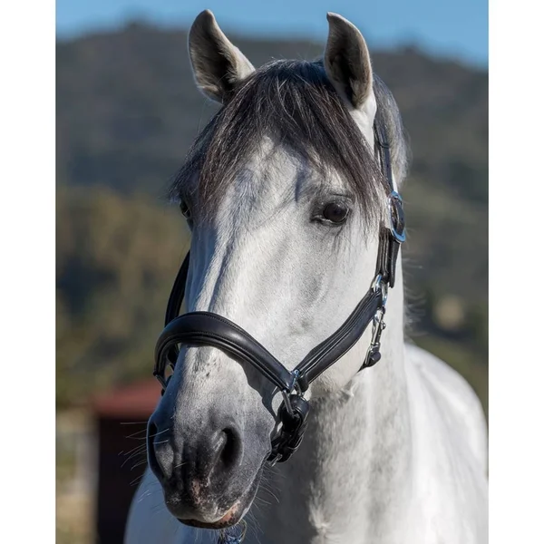 LeMieux Anatomic Leather Headcollar - Black