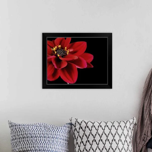 Red Flower on Black 02, Black Framed Wall Art, 20x16, Great Big Canvas