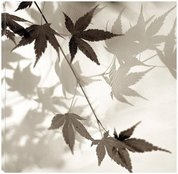 Florison 63 Canvas Art by Alan Blaustein 22X22 Fineartcanvas
