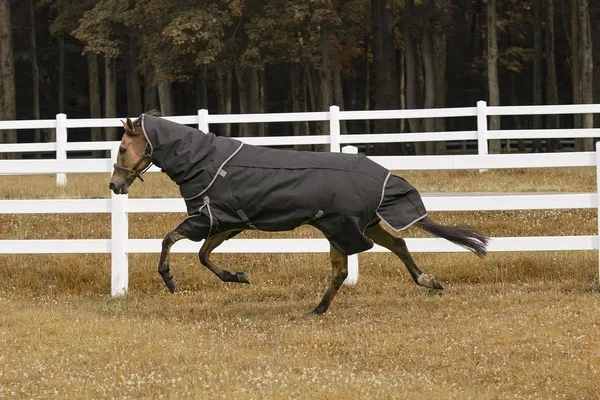 TuffRider All Season Blanket, Black, 75