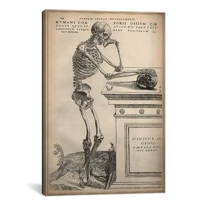 Cartography &De Humani Corporis Fabrica Skeleton Standing& by Vesalius Graphic Art on Canvas iCanvas Size: 40x22 H x 26x22 W x 0