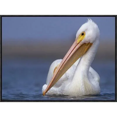 Global Gallery American White Pelican North America by Tim Fitzharris Framed Photographic Print on Canvas Size: 18x22 H x 24x22
