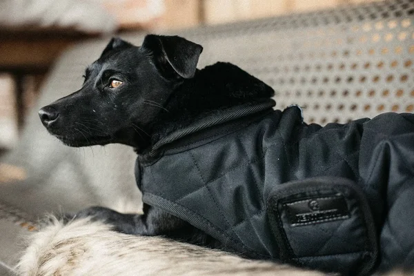 Kentucky Dogwear Dog Coat HW20