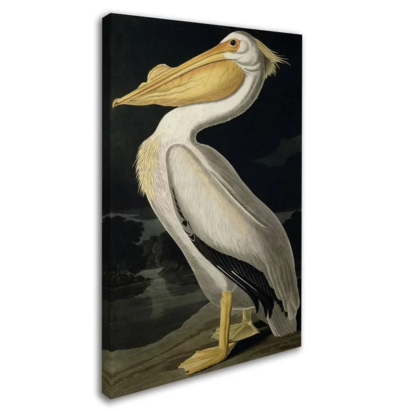 Trademark Global Fine Art John James Audubon &American White Pelican& Canvas Art