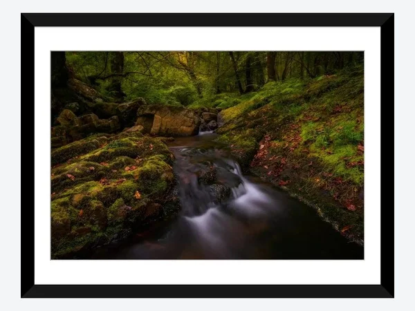 Framed Poster Prints - Forest Treasures by Sergio Lanza ( scenic & landscapes > Nature > Wilderness art)