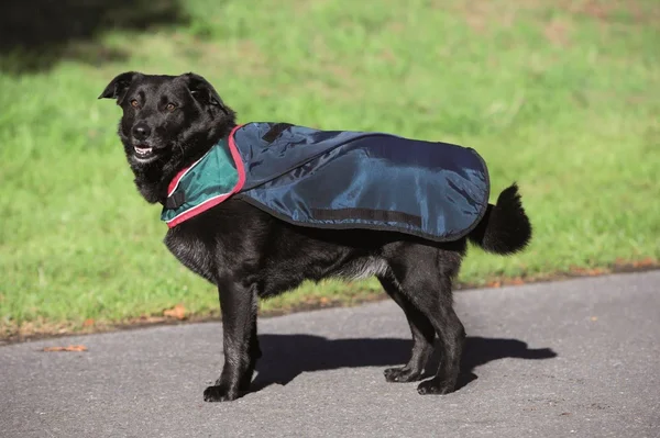 Rambo Waterproof Dog Rug 100g - Navy/Red