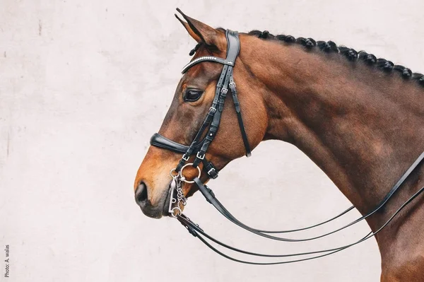 Schockem鰄le Bridle Equitus Gamma