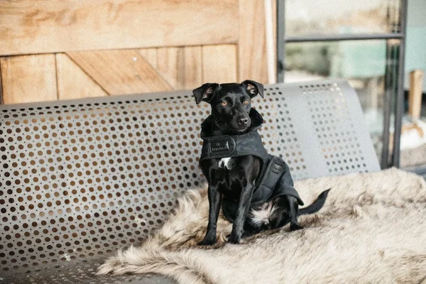 Kentucky Dogwear Dog Coat HW20
