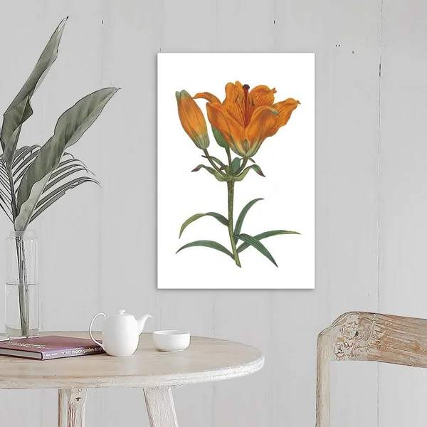Antique Botanical XX on White, Canvas Wall Art, 16x24, Great Big Canvas