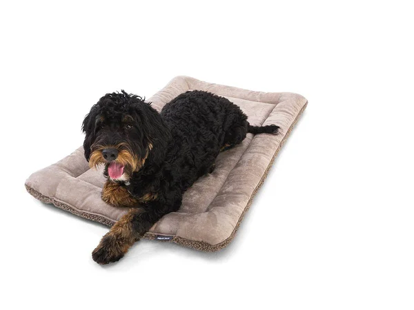 West Paw Big Sky Nap Midnight - Large
