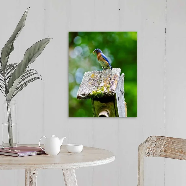 North America - USA, Minnesota, Mendota Heights, Eastern Bluebird, Canvas Wall Art, 16x20, Great Big Canvas