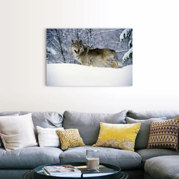 Gray Wolf in Snow, Montana, Canvas Wall Art, 48x32, Great Big Canvas