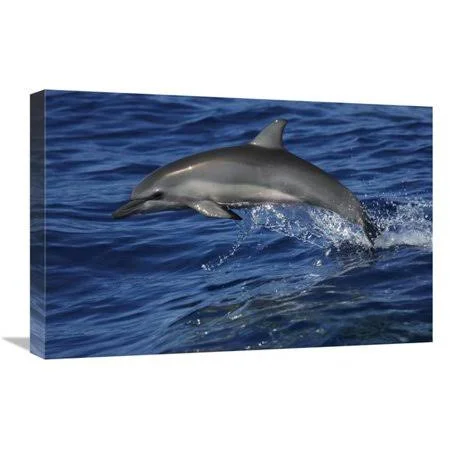 16 x 24 in. Spinner Dolphin Jumping Ogasawara Island Japan Art Print - Hiroya Minakuchi MI1266166