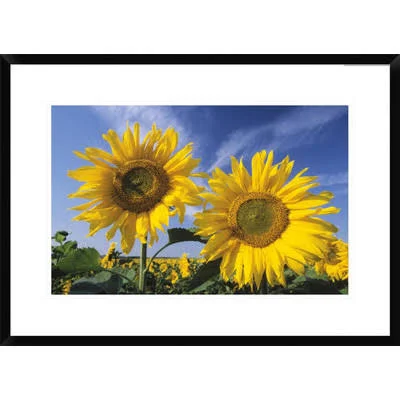 Global Gallery Common Sunflower Field, Europe by Ingo Arndt Framed Photographic Print Size: 20.08x22 H x 28x22 W x 1.5x22 D