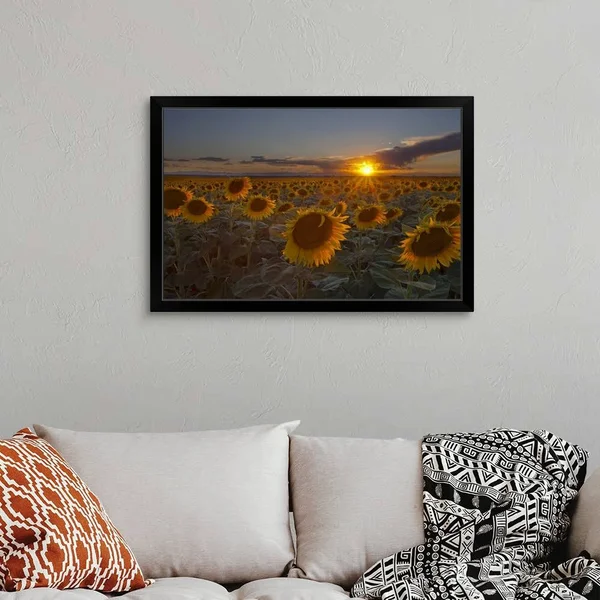 Beautiful Sunflower Field at Sunset in Rural Colorado. - Black Framed Wall Art, 36x24, Great Big Canvas