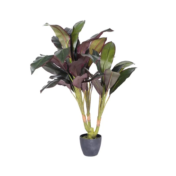 Vickerman 30x22 Real Touch Dracaena in Pot
