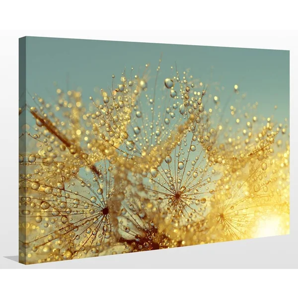 Picture Perfect International Dewy Dandelion Flower at Sunrise Close Up Full Giclee Print Canvas Wall Art - 36 Inches x 48 Inches