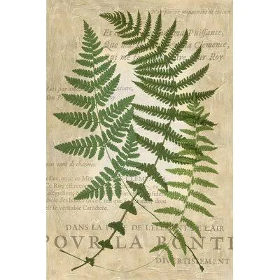 Fern Folio I by Vision Studio Painting Print on Canvas Gracie Oaks Format: White Framed - Size: 37.625x22 H x 25.625x22 W x 1x22