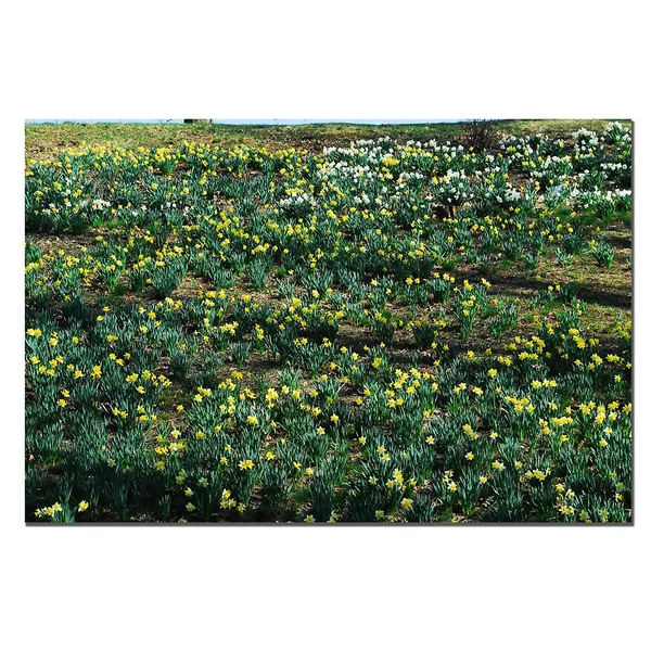 Trademark Art Daffodil Hill II Canvas Art by Kurt Shaffer, 16x24