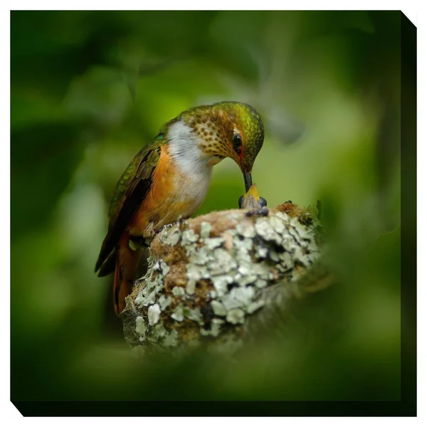Hummingbird Nest Indoor/Outdoor Art - Multi-Color - 24 x 24
