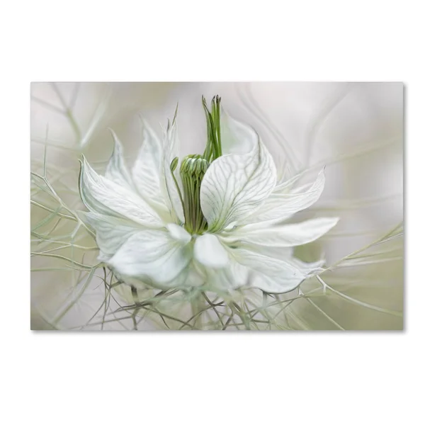 Trademark Fine Art 1X03389-C2232Gg Mandy Disher 'Nigella' Canvas Art, 2