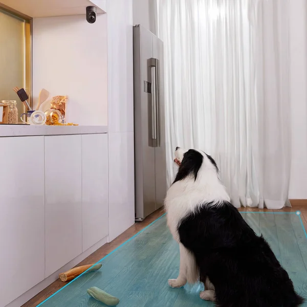 Eufy Security 2K Indoor Pan & Tilt Pet Camera, 2 Count 248063