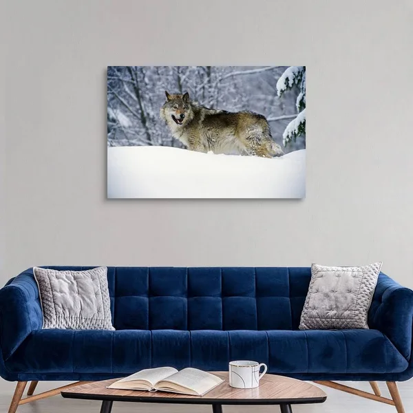 Gray Wolf in Snow, Montana, Canvas Wall Art, 48x32, Great Big Canvas
