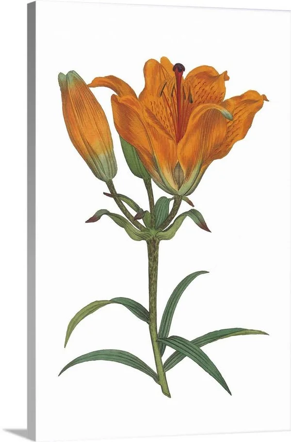 Antique Botanical XX on White, Canvas Wall Art, 16x24, Great Big Canvas