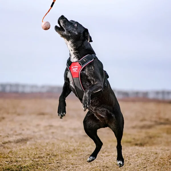 Julius-K9 IDC Longwalk Reflective Dog Walking Vest Harness for Large Sized Dogs