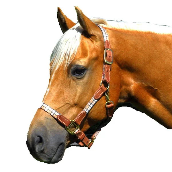 Highland 127010G Halter with Leather Accents - Green Horse