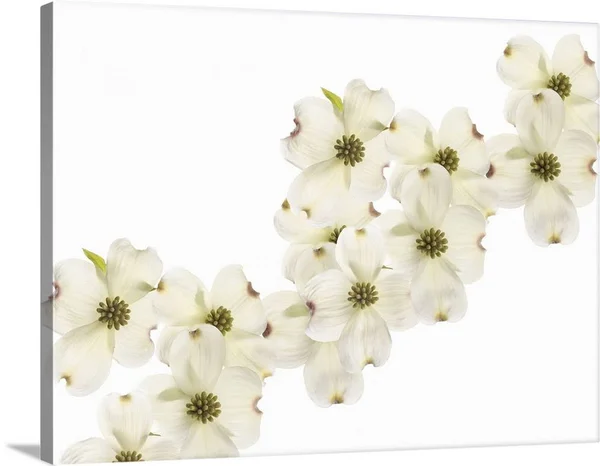 Dogwood Beauty, Canvas Wall Art, 40x30, Great Big Canvas