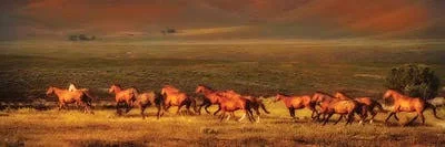 Framed Canvas Art (White Floating Frame) - Montana Dreaming by Lisa Dearing ( Animal Art > Farm Animals > Horses art)