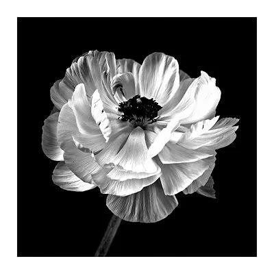 Noir Ranunculus Floral Giclee Canvas Art Print